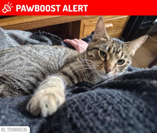 Lost Male Cat last seen 209th Avenue NW, Elk River, MN 55330