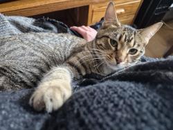 Lost Male Cat last seen 209th Avenue NW, Elk River, MN 55330