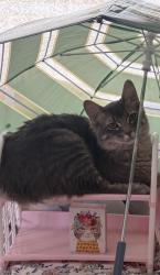 Lost Male Cat last seen Grace Memorial Church, Alcoa, TN 37701