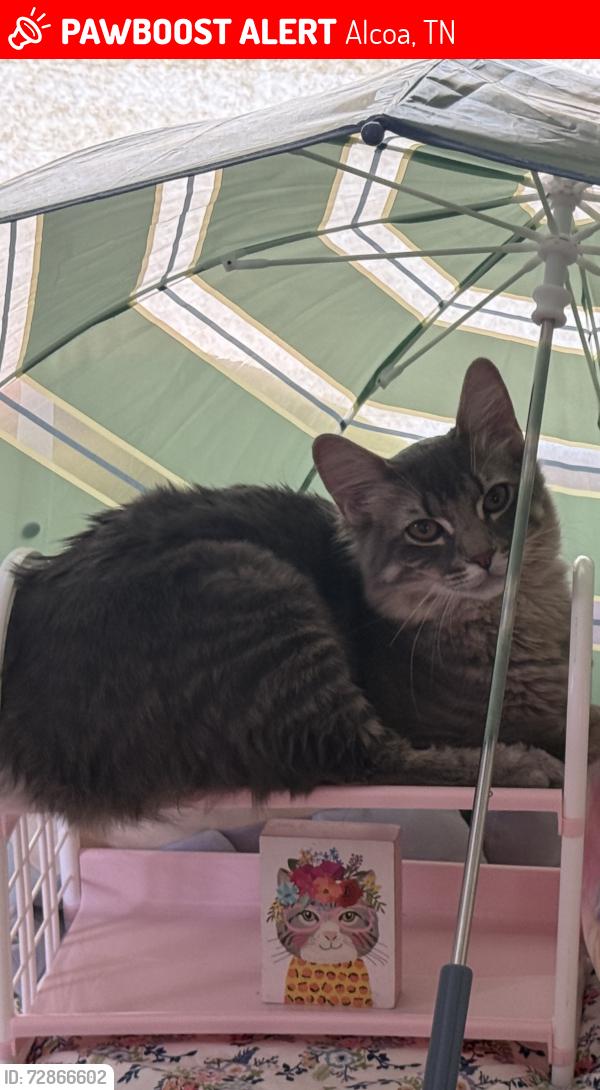 Lost Male Cat last seen Grace Memorial Church, Alcoa, TN 37701