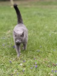 Lost Male Cat last seen Near rolling springs ct, Carmel, IN 46033, Carmel, IN 46033