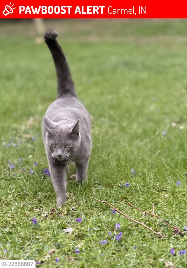 Lost Male Cat last seen Near rolling springs ct, Carmel, IN 46033, Carmel, IN 46033
