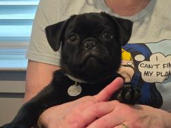 Lost Male Dog last seen Islamic Society of Carroll County?, Westminster, MD 21158