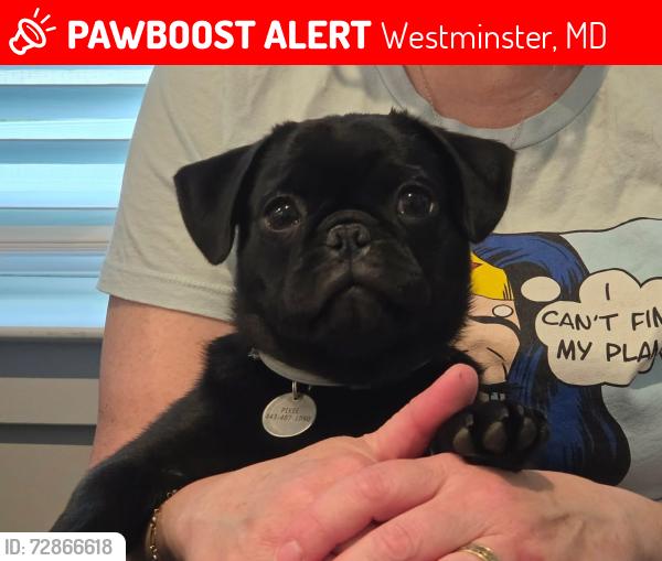 Lost Male Dog last seen Islamic Society of Carroll County?, Westminster, MD 21158