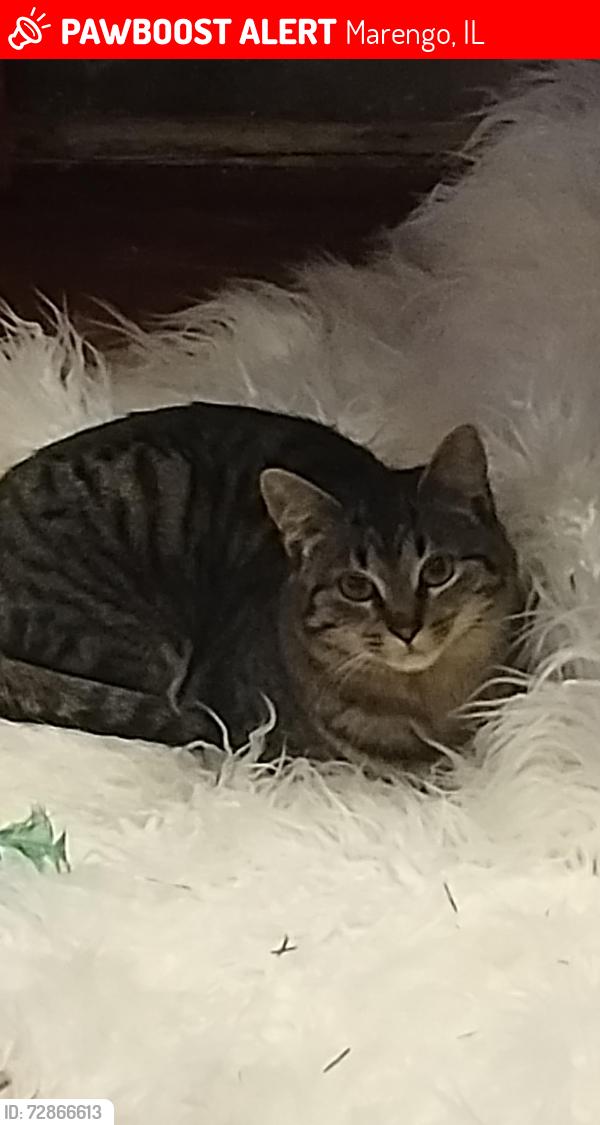 Lost Female Cat last seen Thorne Rd, burma rd, Marengo, IL 60152