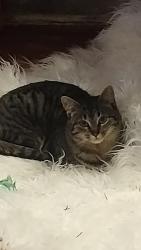 Lost Female Cat last seen Thorne Rd, burma rd, Marengo, IL 60152