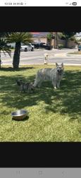 Lost Male Dog last seen Spruce and valley Rialto , Rialto, CA 92316