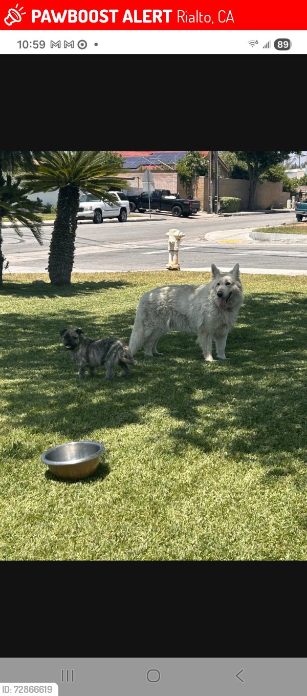 Lost Male Dog last seen Spruce and valley Rialto , Rialto, CA 92316