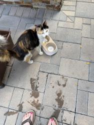 Found/Stray Female Cat last seen Walnut and Harvard , Irvine, CA 92606