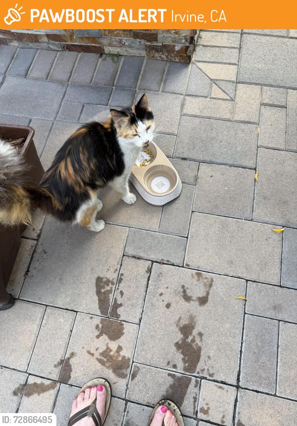 Found/Stray Female Cat last seen Walnut and Harvard , Irvine, CA 92606