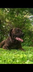 Lost Male Dog last seen Cherry Branch Road & Peavine Road, Cumberland County, TN 38571