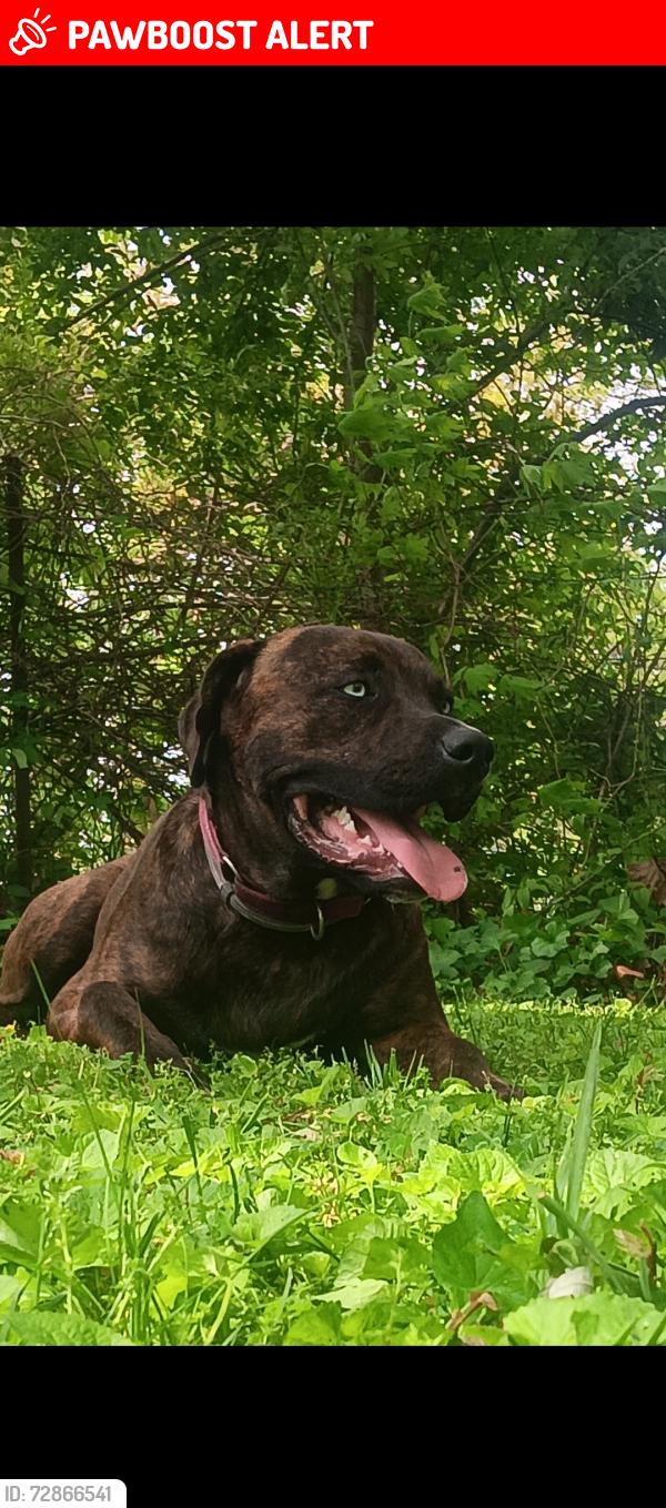 Lost Male Dog last seen Cherry Branch Road & Peavine Road, Cumberland County, TN 38571