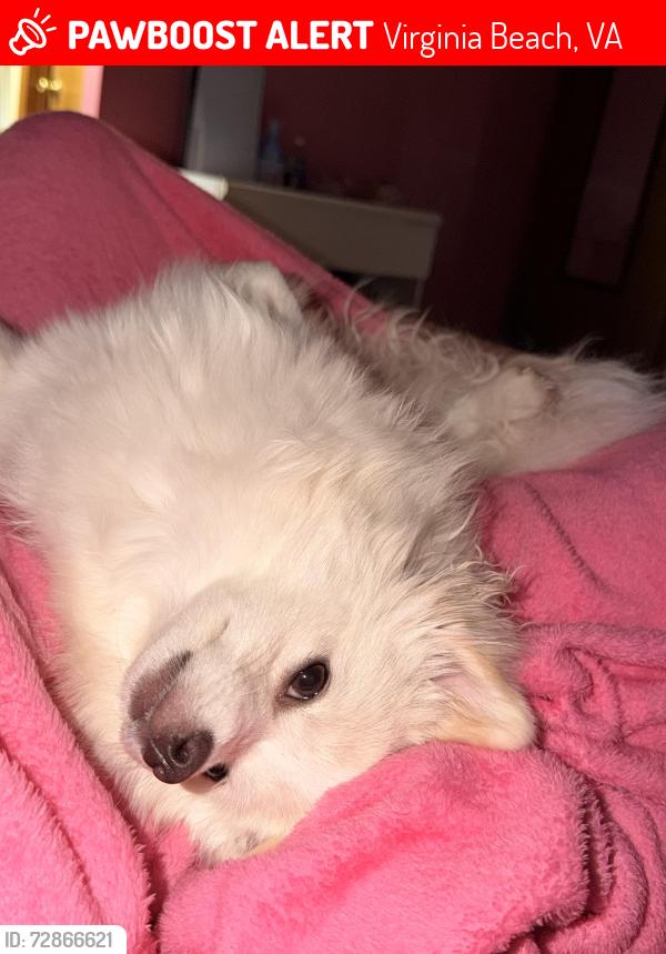 Lost Female Dog last seen Near casselberry virginia beach , Virginia Beach, VA 23452