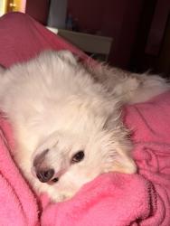 Lost Female Dog last seen Near casselberry virginia beach , Virginia Beach, VA 23452