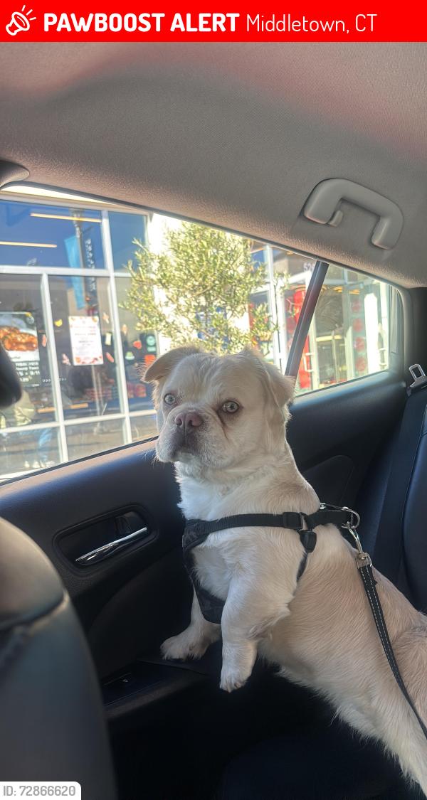 Lost Male Dog last seen Near the original Joe's restaurant, by Westlake, on Westmont streets and around my neighborhood, Middletown, CT 06457