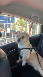 Lost Male Dog last seen Near the original Joe's restaurant, by Westlake, on Westmont streets and around my neighborhood, Middletown, CT 06457