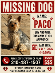 Lost Male Dog last seen Ikea, Live Oak, TX 78233