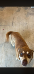 Found/Stray Female Dog last seen Nelson drive & Nicklaus drive , Hopkins County, TX 75482