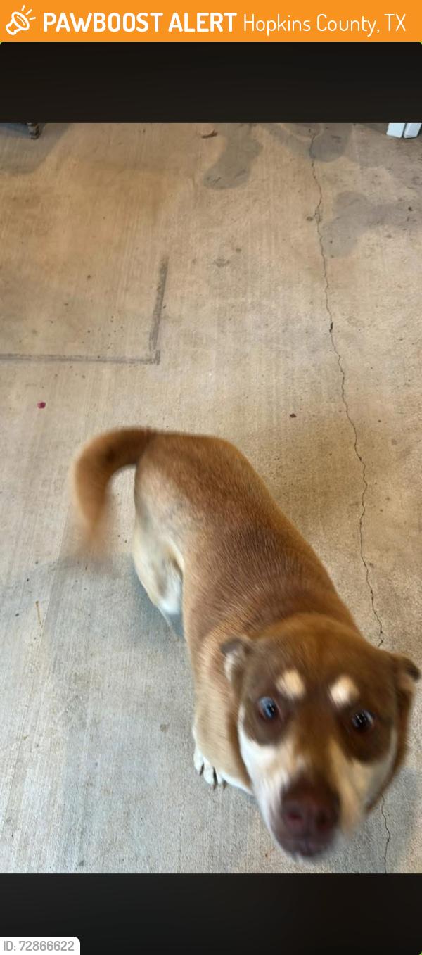 Found/Stray Female Dog last seen Nelson drive & Nicklaus drive , Hopkins County, TX 75482