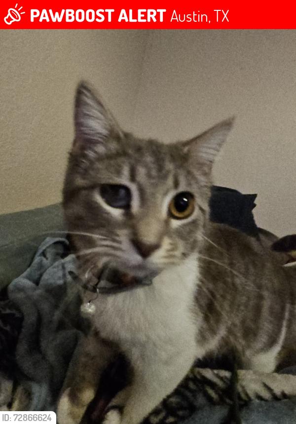 Lost Female Cat last seen King Albert , Austin, TX 78745