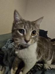 Lost Female Cat last seen King Albert , Austin, TX 78745