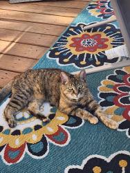 Lost Female Cat last seen The Red Dutch barn, Greer, SC 29651