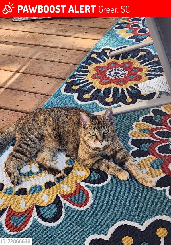 Lost Female Cat last seen The Red Dutch barn, Greer, SC 29651