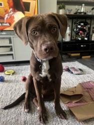 Shelter Stray Male Dog last seen Near McWilliams Ave SE, 30316, GA, Atlanta, GA 30341