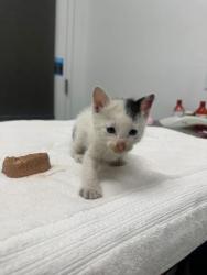 Shelter Stray Male Cat last seen Red Bridge Rd and 71 Highway, 64137, MO, Kansas City, MO 64132