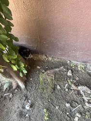 Found/Stray Unknown Cat last seen Near s el cielo Rd Apt 4, Palm Springs, CA 92264