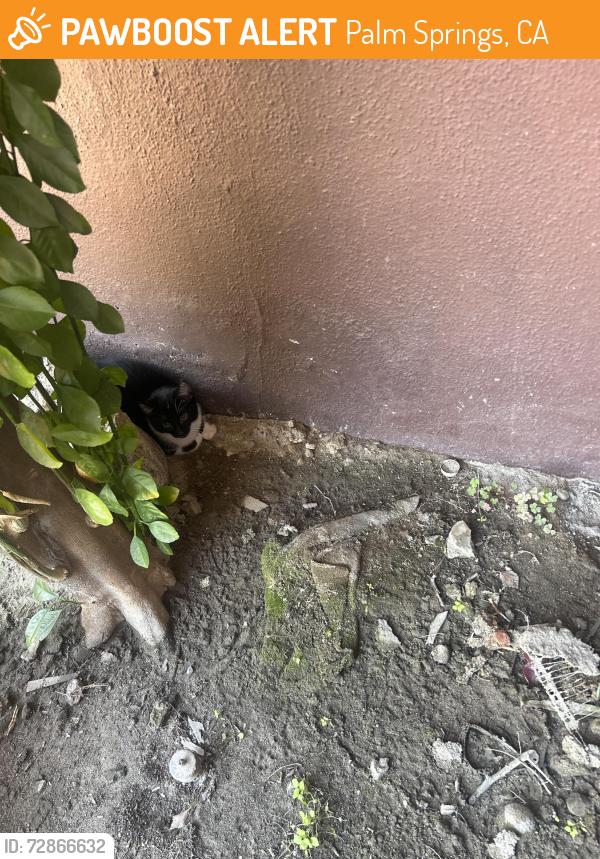 Found/Stray Unknown Cat last seen Near s el cielo Rd Apt 4, Palm Springs, CA 92264