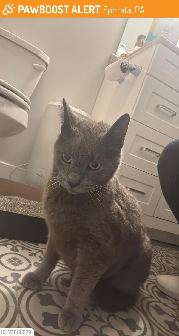 Found/Stray Unknown Cat last seen Not far from Green Dragon in Ephrata PA, Ephrata, PA 17522