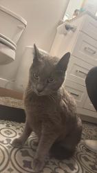 Found/Stray Unknown Cat last seen Not far from Green Dragon in Ephrata PA, Ephrata, PA 17522