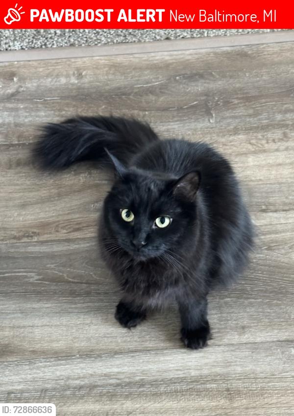 Lost Male Cat last seen 15 mile & Hayes Clinton Twp, Clinton Township, MI 48035