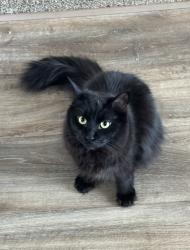 Lost Male Cat last seen 15 mile & Hayes Clinton Twp, Clinton Township, MI 48035