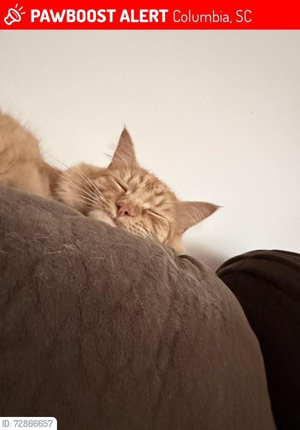 Lost Male Cat last seen Near Brookfield rd, Columbia, SC 29206