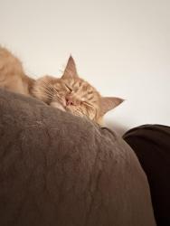 Lost Male Cat last seen Near Brookfield rd, Columbia, SC 29206