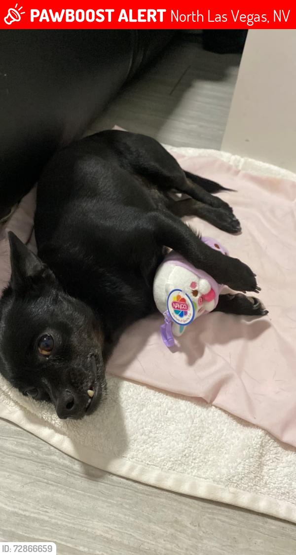 Lost Male Dog last seen Daley st and evans ave, North Las Vegas, NV 89030