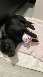 Lost Male Dog last seen Daley st and evans ave, North Las Vegas, NV 89030