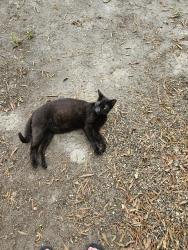 Found/Stray Male Cat last seen Hwy 111, Little River, SC 29566