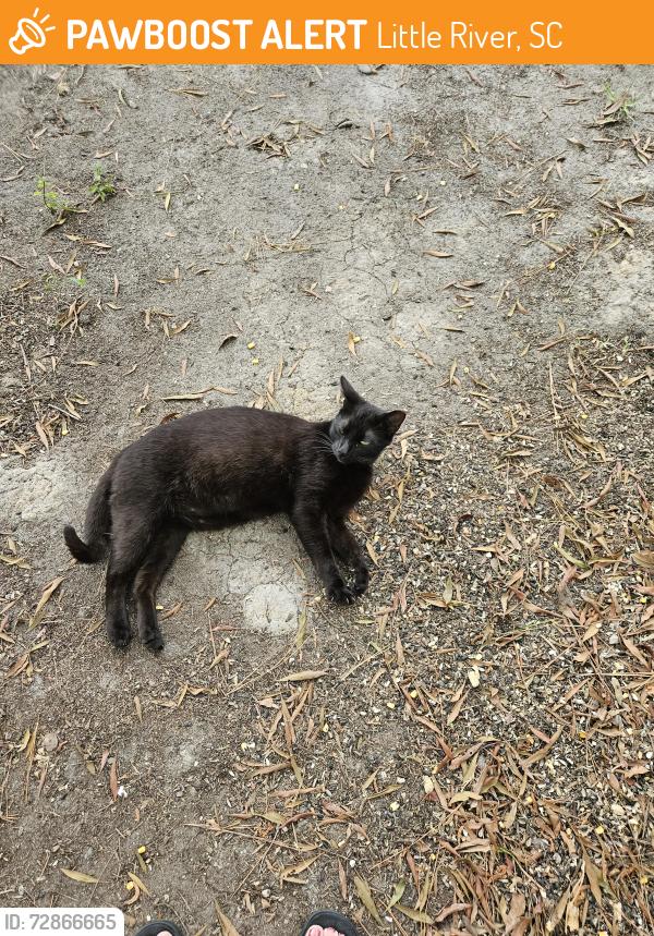 Found/Stray Male Cat last seen Hwy 111, Little River, SC 29566