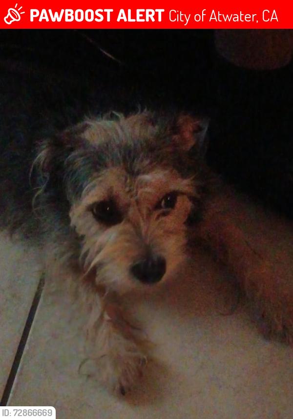Lost Female Dog last seen Near E Bellevue road apt 11, City of Atwater, CA 95301