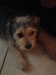 Lost Female Dog last seen Near E Bellevue road apt 11, City of Atwater, CA 95301
