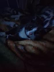 Lost Male Cat last seen West Ave, Chestnut Ave, Vineland, NJ 08360