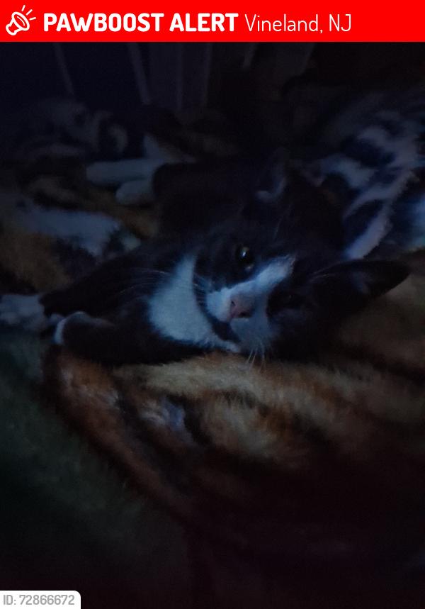 Lost Male Cat last seen West Ave, Chestnut Ave, Vineland, NJ 08360