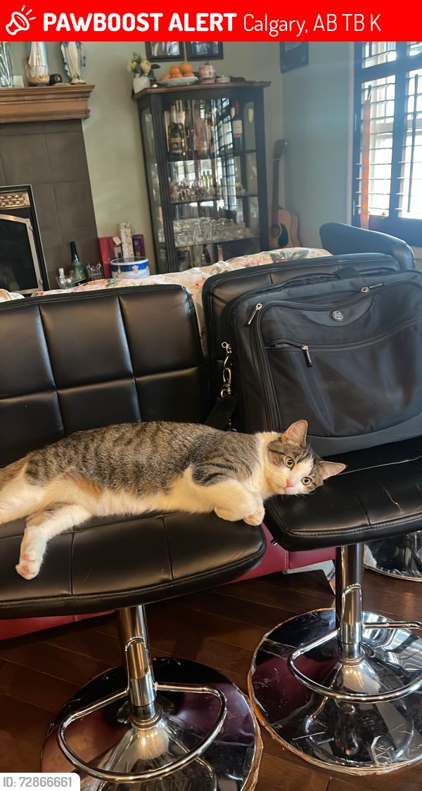Lost Male Cat last seen Valleyview court southeast, Calgary, AB T2B 0K8