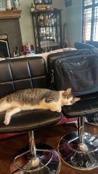 Lost Male Cat last seen Valleyview court southeast, Calgary, AB T2B 0K8