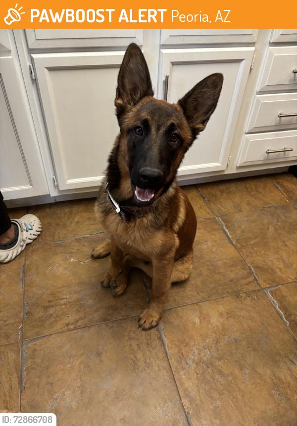 Found/Stray Male Dog last seen Near W. Varney Rd. Peoria AZ, Peoria, AZ 85345