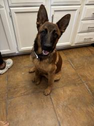 Found/Stray Male Dog last seen Near W. Varney Rd. Peoria AZ, Peoria, AZ 85345