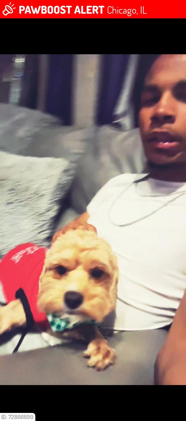 Lost Male Dog last seen 43rd kingdrive, Chicago, IL 60653